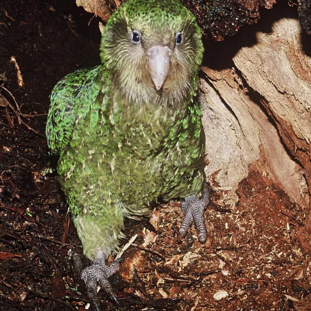 Ein grüner Kakapo-Papagei sitzt in einem hohlen Baumstamm.