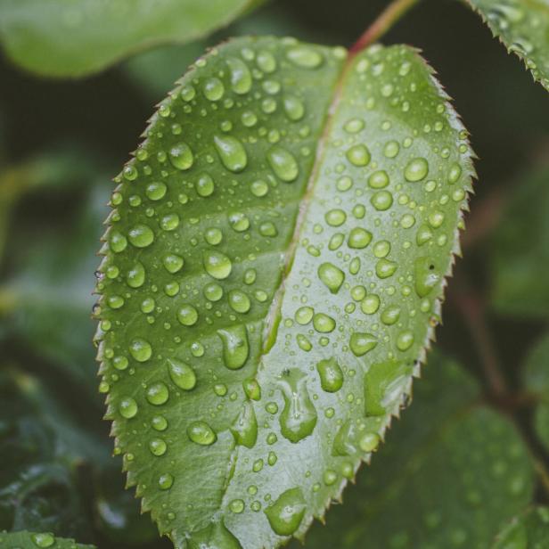 Ein grünes Blatt ist mit vielen Wassertropfen bedeckt.
