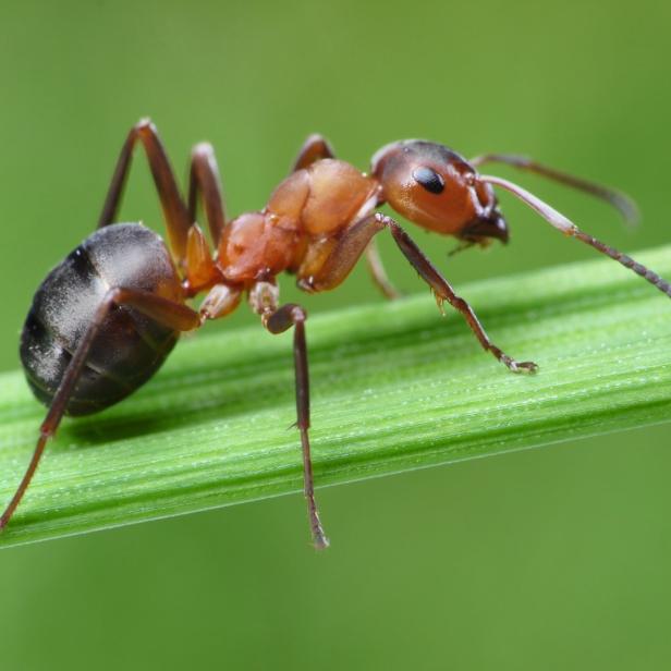 Eine rote Waldameise krabbelt auf einem grünen Grashalm.