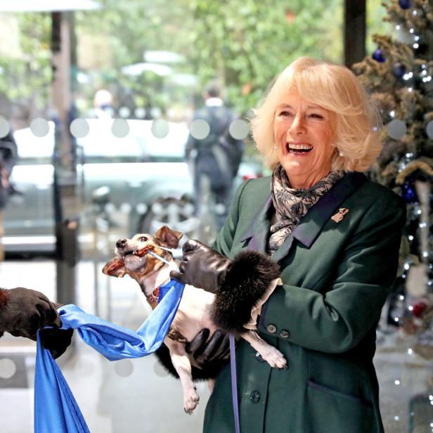 Königin Camilla hält einen kleinen Hund, der ein blaues Band „durchbeißt“.