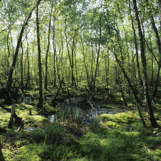 Ein dichter Wald mit einem kleinen Bachlauf im Unterholz.