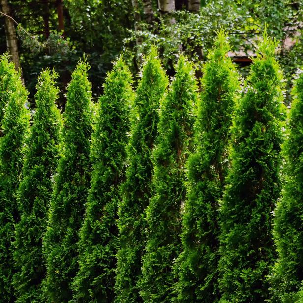 Eine Reihe von grünen, kegelförmigen Thuja-Bäumen vor einem Hintergrund aus Laubwald.