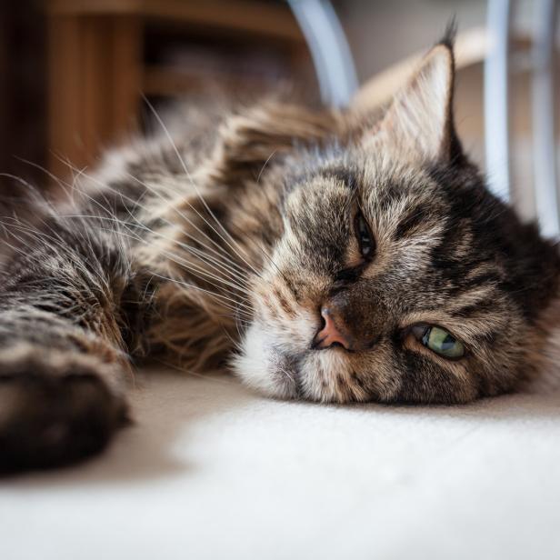 Eine getigerte Katze liegt entspannt auf dem Boden.