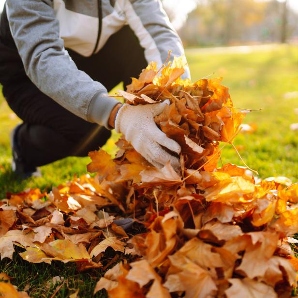 Eine Person sammelt mit Handschuhen Herbstlaub auf einer Wiese.