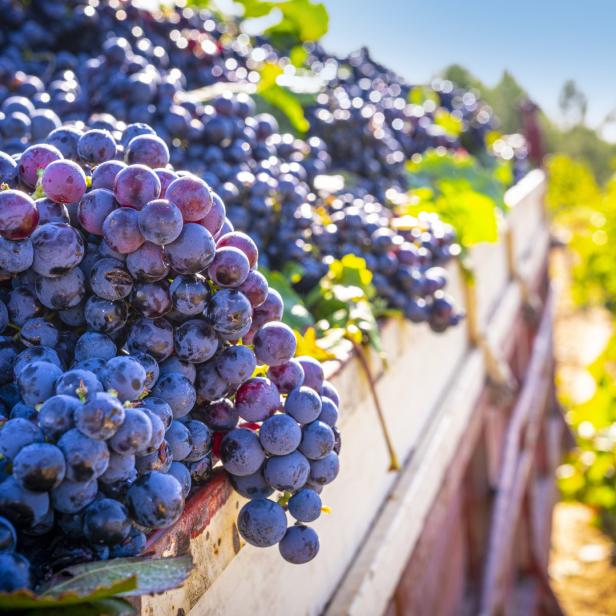 Blaue Weintrauben in einem Behälter vor einem Weinberg.