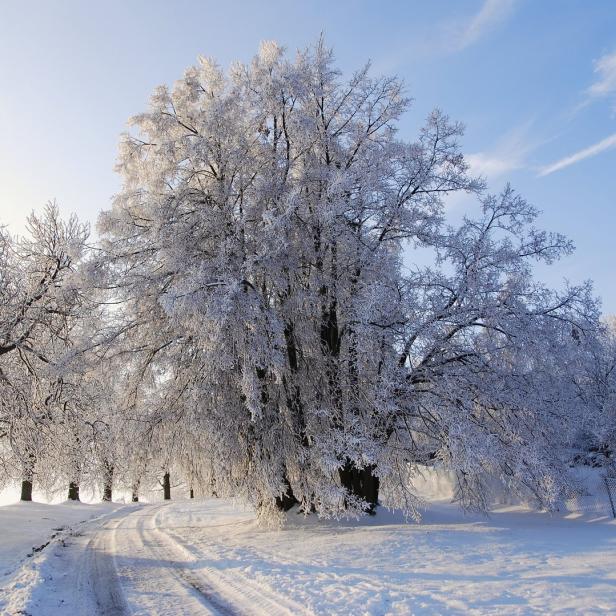 Eine schneebedeckte Straße führt durch eine Winterlandschaft mit Bäumen.
