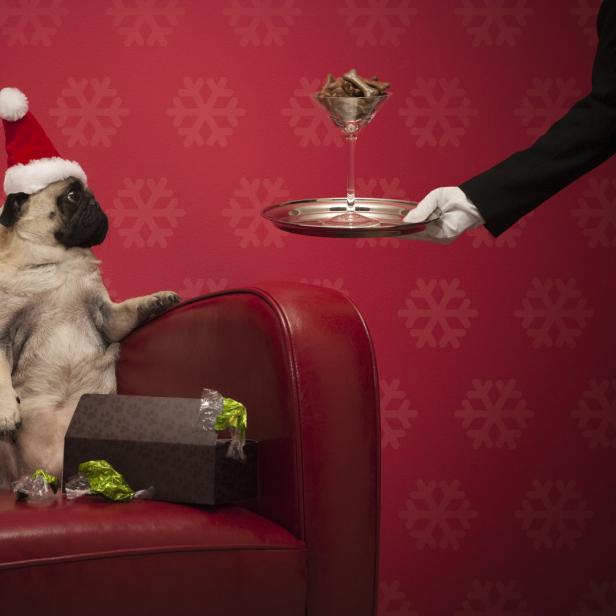 Ein Mops mit Weihnachtsmütze sitzt auf einem roten Sofa und wartet auf Leckerlis.