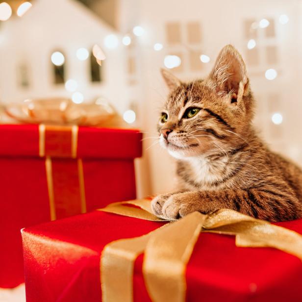 Ein gestreiftes Kätzchen liegt auf einem roten Geschenk mit goldener Schleife.