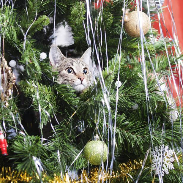 Eine getigerte Katze schaut aus einem geschmückten Weihnachtsbaum.