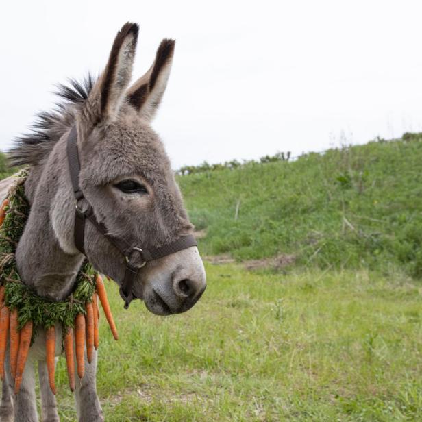 Ein Esel steht auf einer Wiese und trägt einen Kranz aus Karotten.