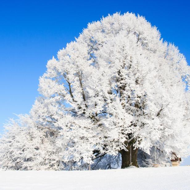 Ein großer, schneebedeckter Baum auf einer Winterwiese unter blauem Himmel.