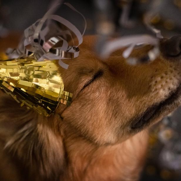 Ein Hund mit einer goldenen Partyhut und Konfetti im Gesicht.