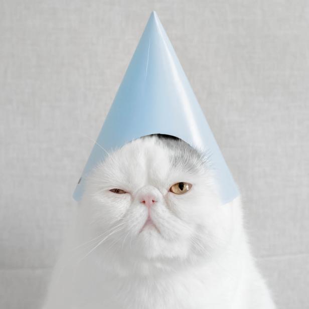Eine weiße Katze mit einem blauen Partyhut blinzelt in die Kamera.