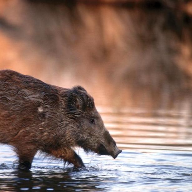Ein Wildschwein watet durch das Wasser.