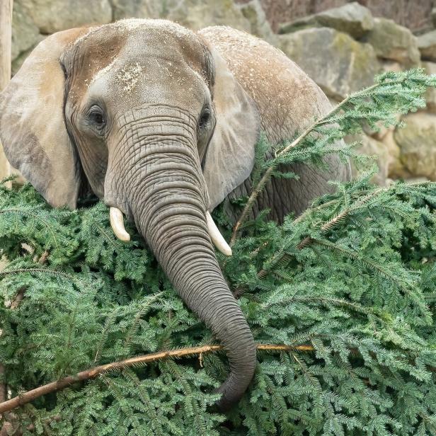 Ein Elefant steht hinter einem Haufen grüner Äste.