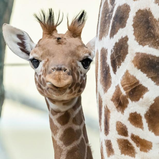 Das Porträt einer jungen Giraffe steht neben dem Fell ihrer Mutter.