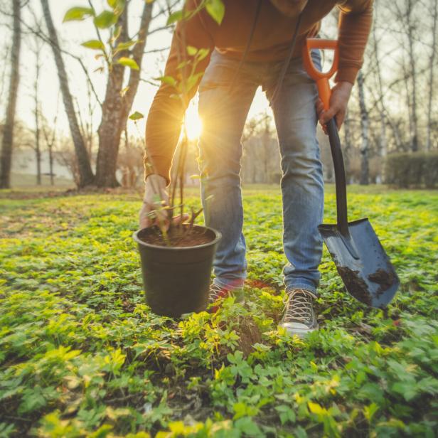 Man planting tree on Arbor day in springtime