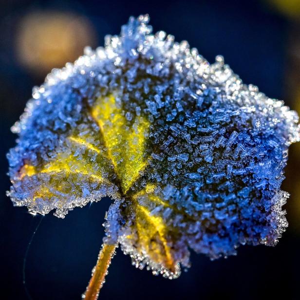 Ein gelbes Blatt ist mit frostigen Eiskristallen bedeckt.
