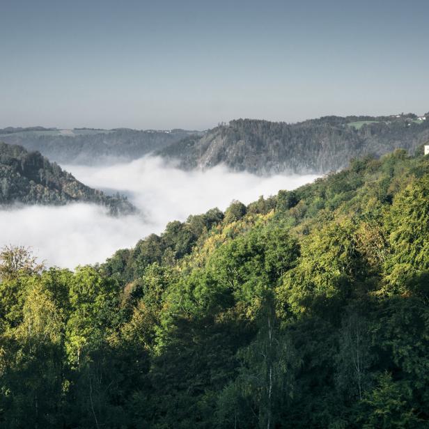 Blick auf eine bewaldete Hügellandschaft mit Nebel und einem Schloss.
