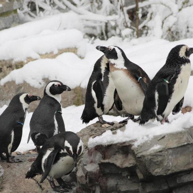 Eine Gruppe Brillenpinguine steht auf Felsen im Schnee.