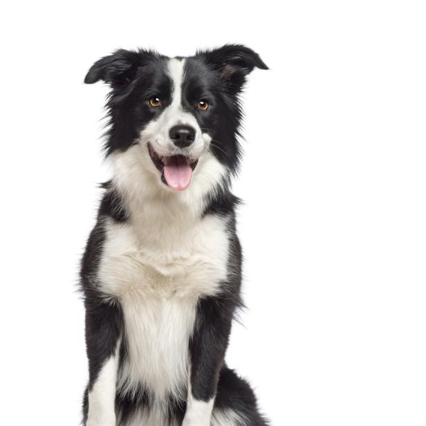 Ein Border Collie sitzt aufrecht und schaut freundlich in die Kamera.