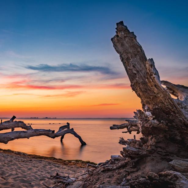 Ein entwurzelter Baumstamm liegt am Strand von Loissin im Abendlicht.
