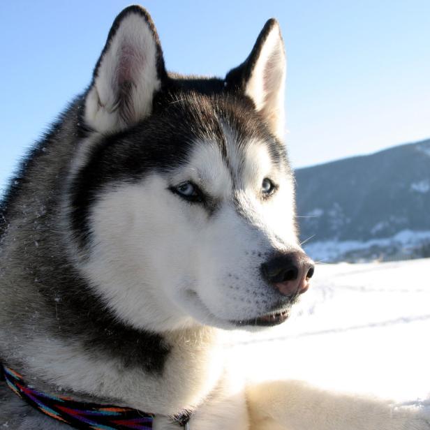 Ein Husky liegt im Schnee vor einer verschneiten Landschaft.