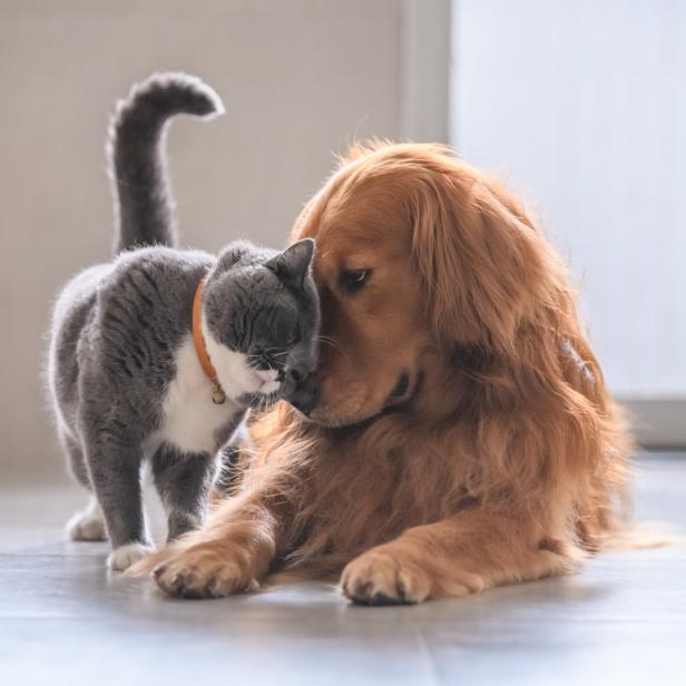 Eine graue Katze schmiegt sich an den Kopf eines Golden Retrievers.