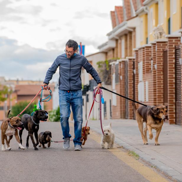 Ein Mann geht mit sechs Hunden unterschiedlicher Rassen auf der Straße Gassi.