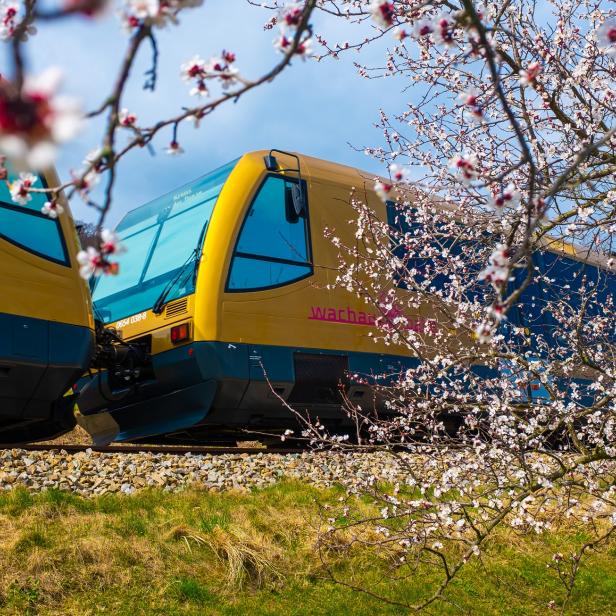 Die Wachaubahn fährt durch eine blühende Landschaft.