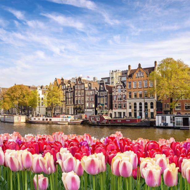 Im Vordergrund pinke und rote Tulpen, dahinter Kanal und Häuser in Amsterdam.