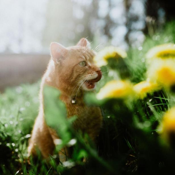 Eine getigerte Katze sitzt im Garten zwischen Löwenzahn.