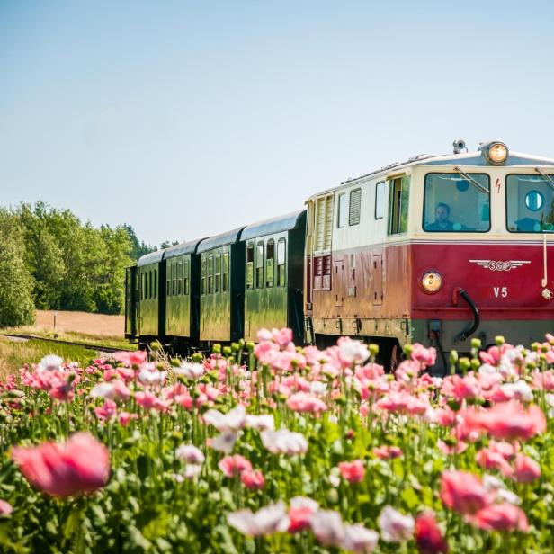 Ein rot/weißer Zug fährt durch ein blühendes Feld voller bunter Blumen.
