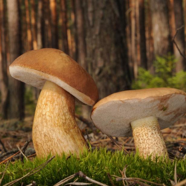 Erstmals In Australien Entdeckt Giftigster Pilz Der Welt Auf Wanderschaft Kurier At