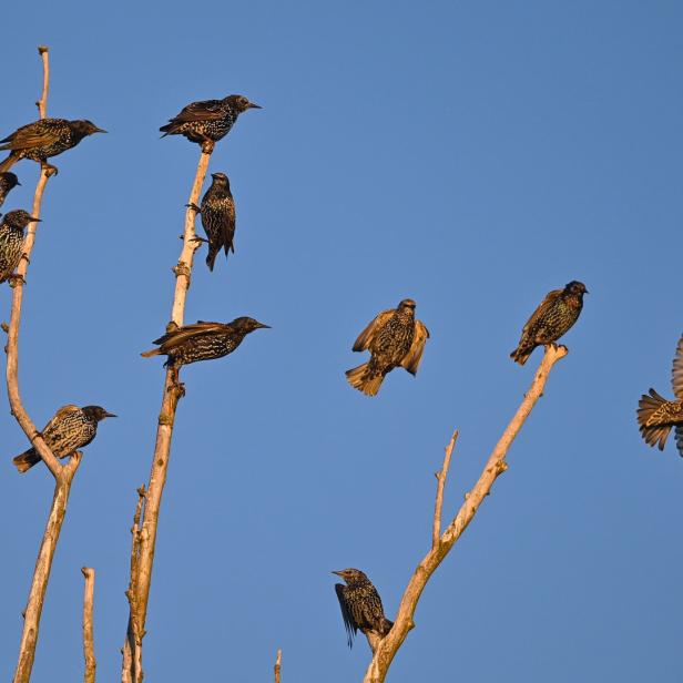 Eine Gruppe von Staren sitzt und fliegt vor blauem Himmel.
