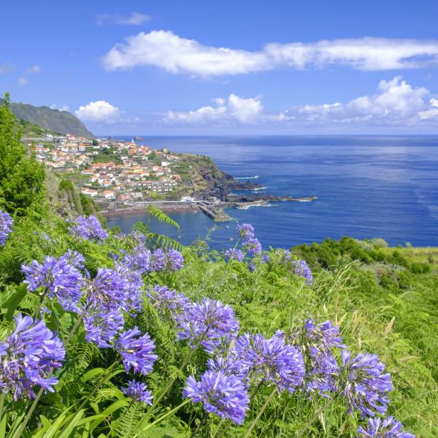 Blick auf eine Küstenstadt mit lila Agapanthus-Blüten im Vordergrund.