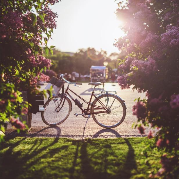 Fahrrad im Gegenlicht der Abendsonne vor blühendem Flieder.