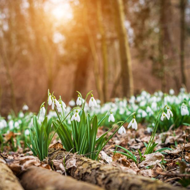 Schneeglöckchen blühen im Wald im warmen Licht der Sonne.
