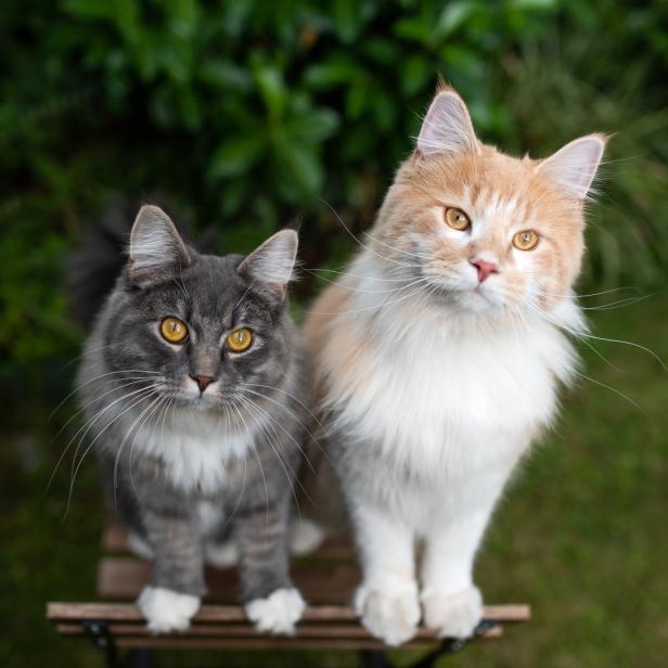 Zwei Maine-Coon-Katzen sitzen auf einem kleinen Holztisch im Garten.