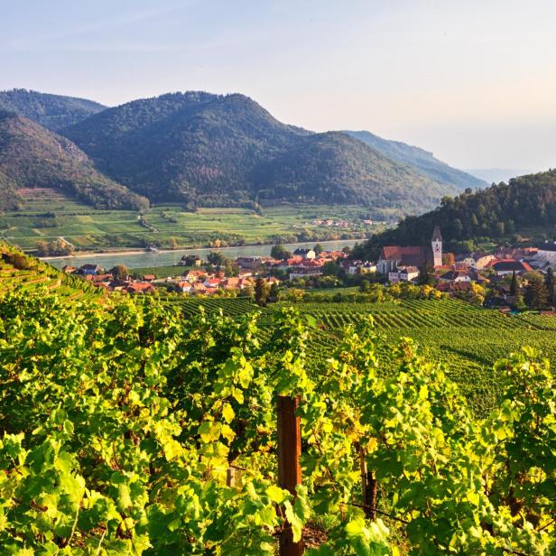Weinberge in der Nähe von Spitz im Wachautal, Österreich.