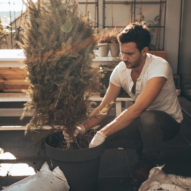 Ein Mann pflanzt einen kleinen Baum in einen Topf auf einem Balkon.