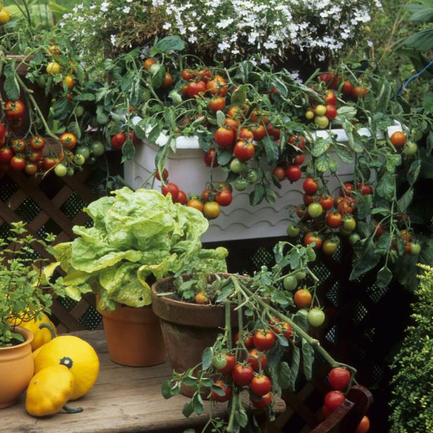 Verschiedene Pflanzen, darunter Tomaten, Salat und Zucchini, wachsen in Töpfen.
