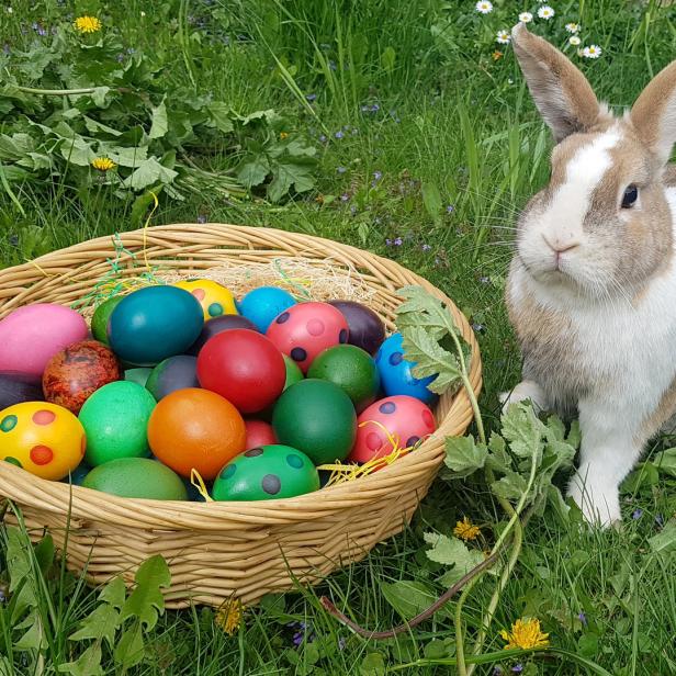 Ein Hase sitzt neben einem Korb voller bunter Ostereier im Gras.