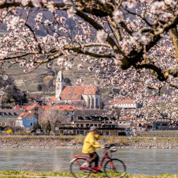 Ein Radfahrer fährt an der Kirche im Dorf Spitz in der Wachau, Österreich, vorbei, im Vordergrund ein Aprikosenbaum.