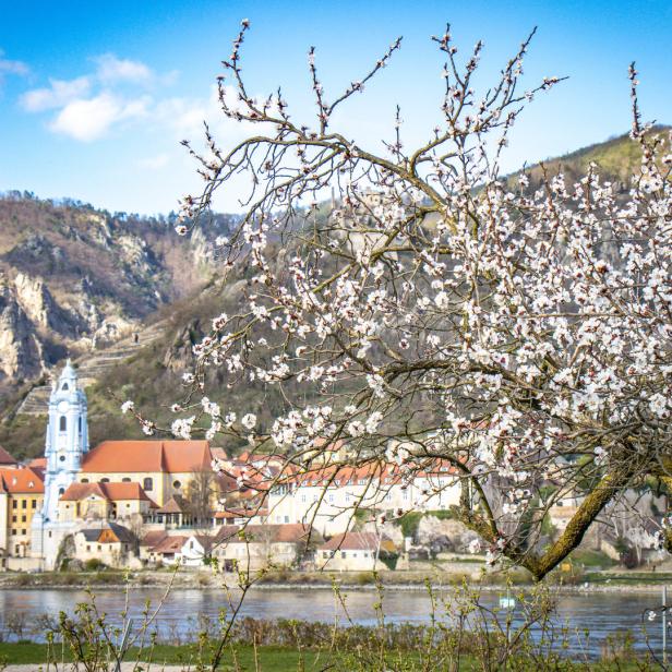 Blick auf Dürnstein in der Wachau durch einen blühenden Baum im Frühling.