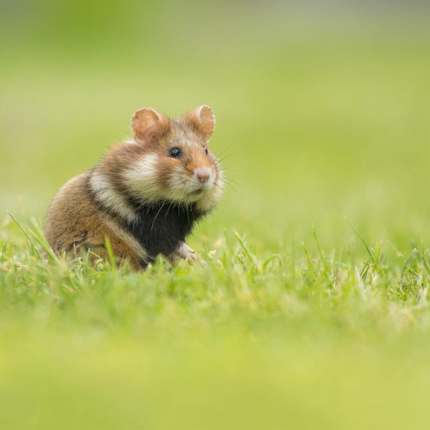 Ein Feldhamster sitzt im grünen Gras.