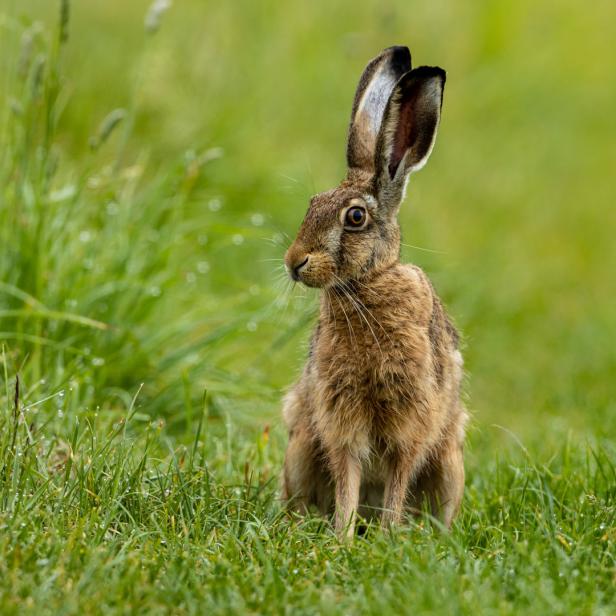 Ein Feldhase sitzt in der grünen Wiese
