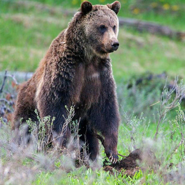Ein Grizzlybär steht auf einer Wiese und schaut nach rechts.