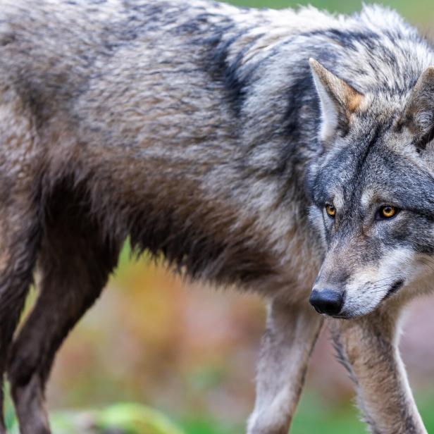 A grey wolf in the forest