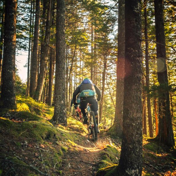 Zwei Mountainbiker fahren auf einem Pfad durch einen sonnigen Wald.